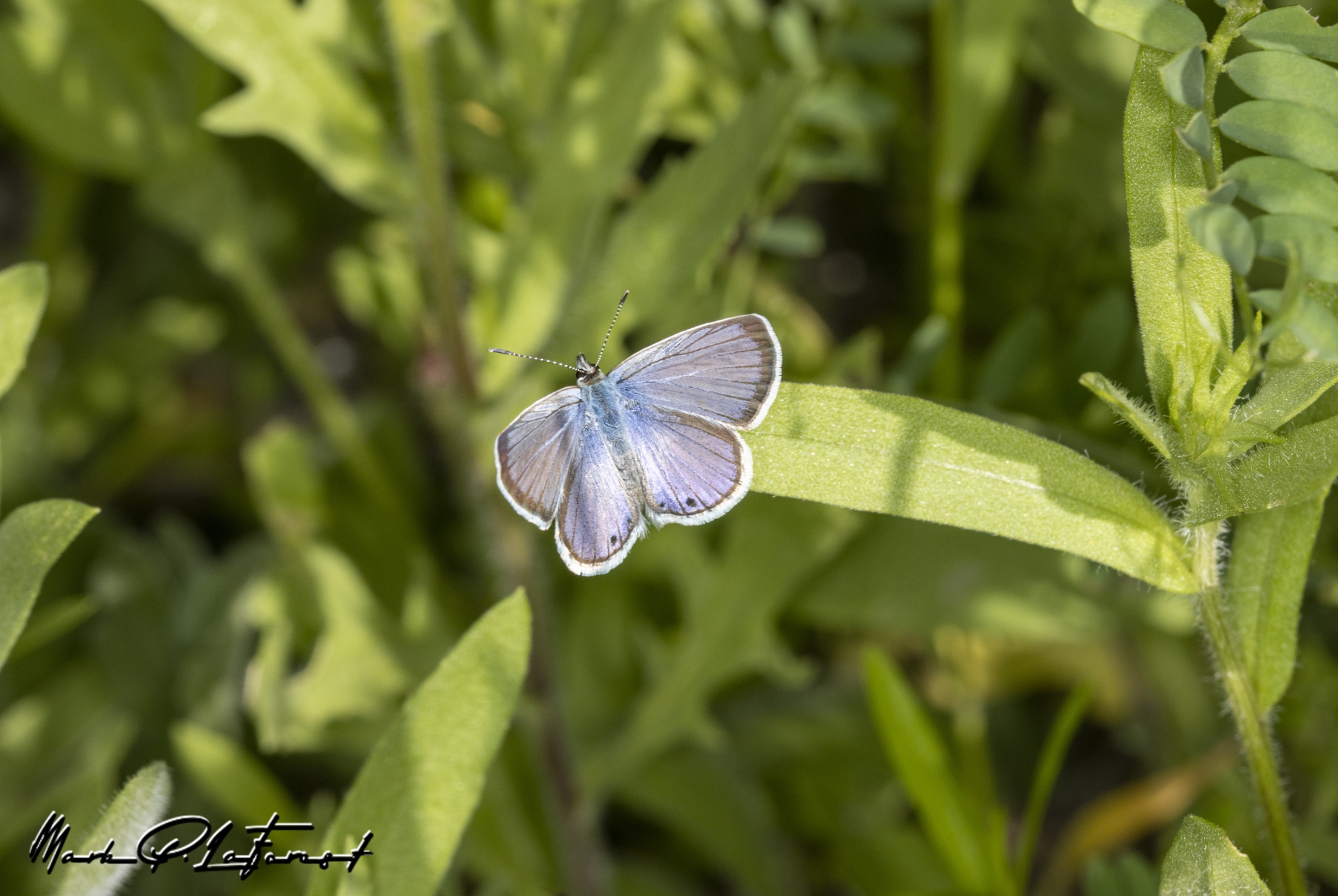 /gallery/north_america/USA/Texas/mckinney falls/Spring Azure Butterfly Spring 2023-002_med.jpg